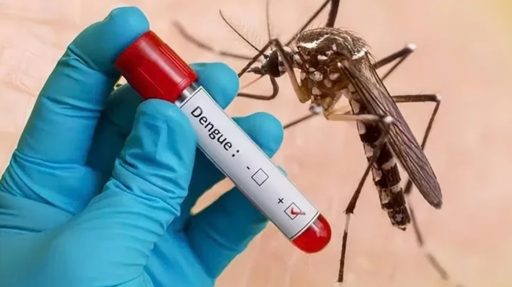 Jammu Battles Rising Dengue Outbreak: 1,200 Cases Expose Civic Gaps
