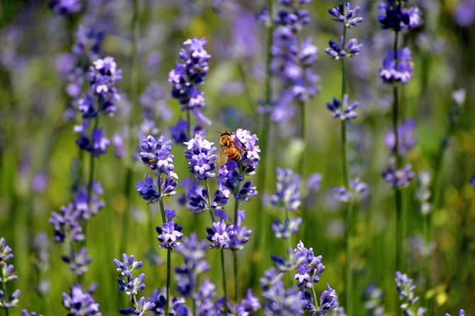 Kashmir’s Scented Highway: Lavender Plantation Blooms Along Banihal–Qazigund NH Stretch