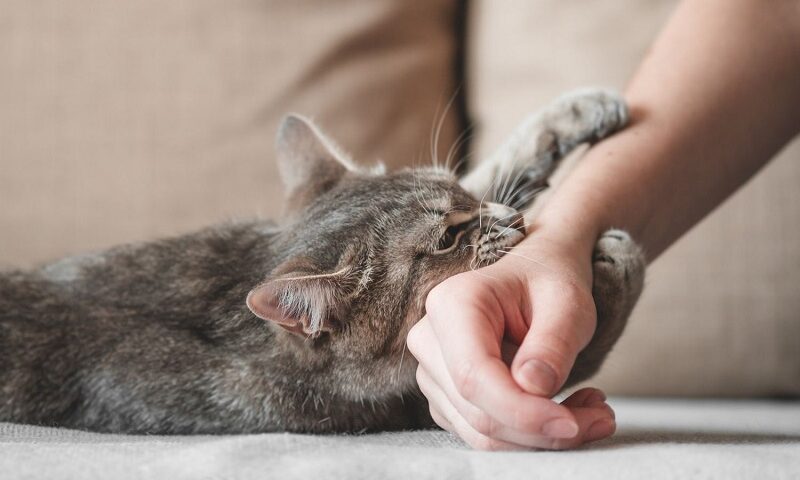 Cat-Bite Cases Surge Alarmingly in Kashmir: Health Experts Warn of Rabies Risk Amid Post-COVID Pet Boom