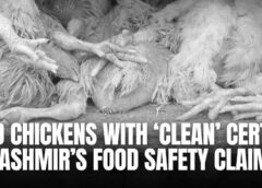 Kashmir’s Food Safety Crisis: How 119 Dead Chickens With a ‘Clean Certificate’ Exposed a Broken System