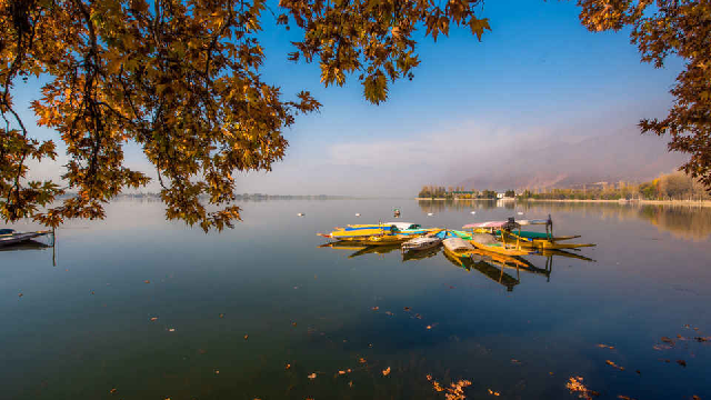 Tourists Flock Back as Kashmir’s Autumn Reaches a Fiery, Photogenic Peak