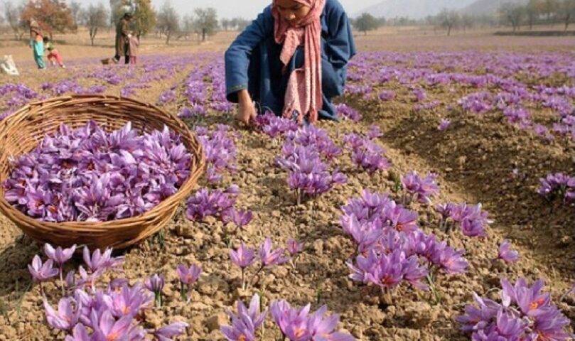 Kashmir’s Red Gold vs Climate Chaos: Inside the Saffron Revival Defying Weather Extremes