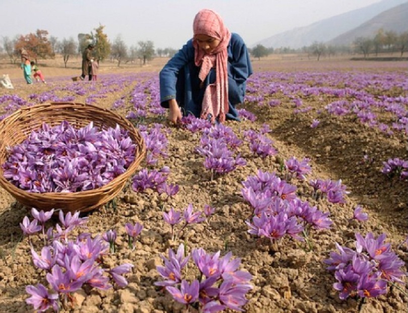 Kashmir’s Red Gold vs Climate Chaos: Inside the Saffron Revival Defying Weather Extremes