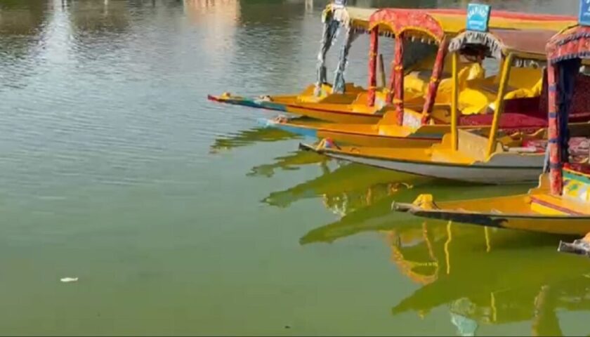 Dal Lake Turns Green: Experts Explain Algal Bloom, Climate Impact and Ecological Changes