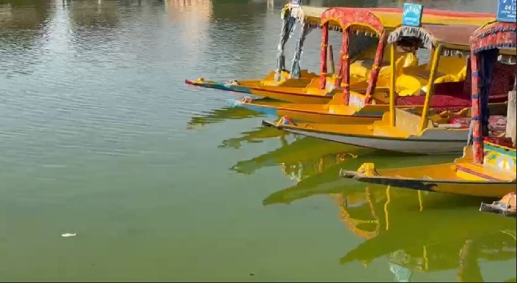 Dal Lake Turns Green: Experts Explain Algal Bloom, Climate Impact and Ecological Changes