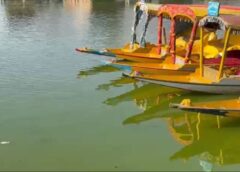 Dal Lake Turns Green: Experts Explain Algal Bloom, Climate Impact and Ecological Changes