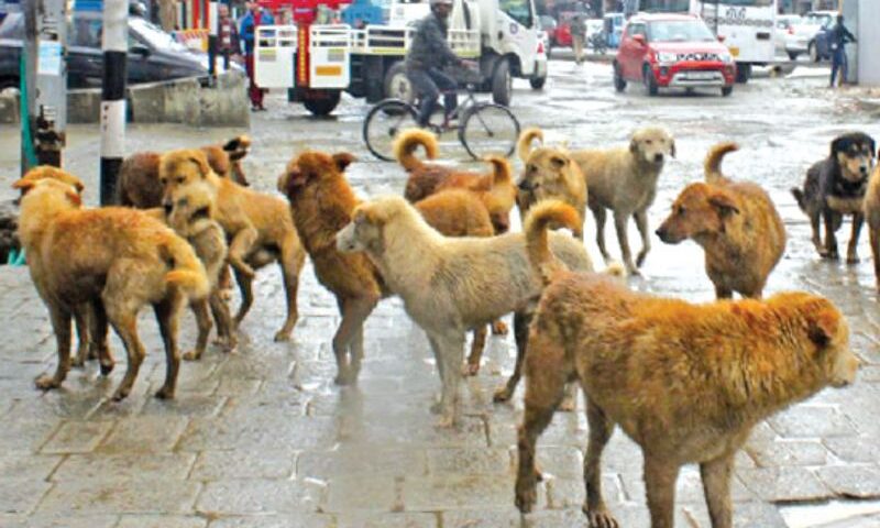 “Streets Under Siege”: Srinagar’s Stray Dog Crisis Escalates, Jawahar Nagar Residents Demand Immediate Government Action