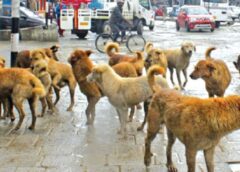 “Streets Under Siege”: Srinagar’s Stray Dog Crisis Escalates, Jawahar Nagar Residents Demand Immediate Government Action