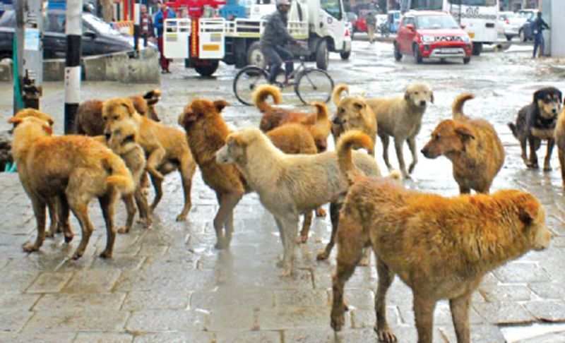 “Streets Under Siege”: Srinagar’s Stray Dog Crisis Escalates, Jawahar Nagar Residents Demand Immediate Government Action