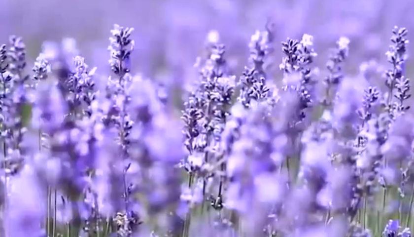 Lavender Festival 2026 in Bhaderwah: How Jammu & Kashmir’s Purple Paradise Is Emerging as India’s Lavender Tourism Capital