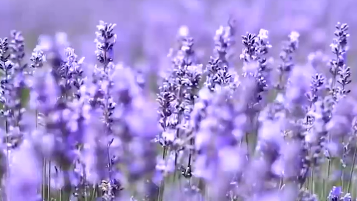 Lavender Festival 2026 in Bhaderwah: How Jammu & Kashmir’s Purple Paradise Is Emerging as India’s Lavender Tourism Capital