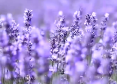 Lavender Festival 2026 in Bhaderwah: How Jammu & Kashmir’s Purple Paradise Is Emerging as India’s Lavender Tourism Capital