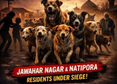 Stray Dog Menace in Srinagar Sparks Fear: Residents of Jawahar Nagar, Natipora Among Worst Hit as Packs Roam Freely