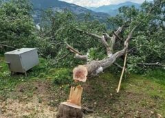 Kashmir Apple Orchards Destroyed: Tree Cutting Incidents Raise Alarm Over Farmers’ Livelihoods