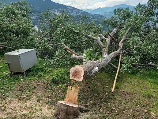 Kashmir Apple Orchards Under Attack: How Tree Cutting Is Threatening the Valley’s Horticulture Economy