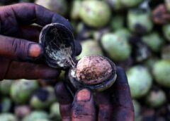 Kashmir Walnut Harvest Turns Deadly: Four Workers Die in Tree Falls as Safety Concerns Grow