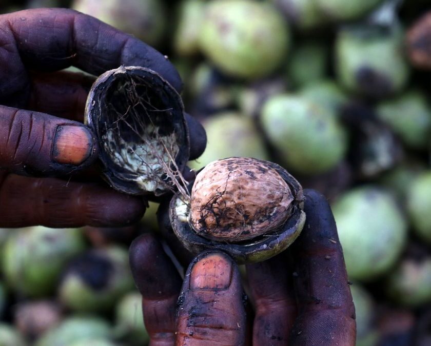 Kashmir Walnut Harvest Turns Deadly: Four Workers Die in Tree Falls as Safety Concerns Grow