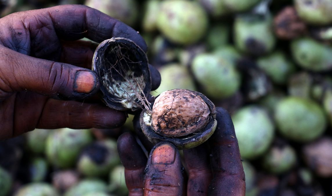 Kashmir Walnut Harvest Turns Deadly: Four Workers Die in Tree Falls as Safety Concerns Grow