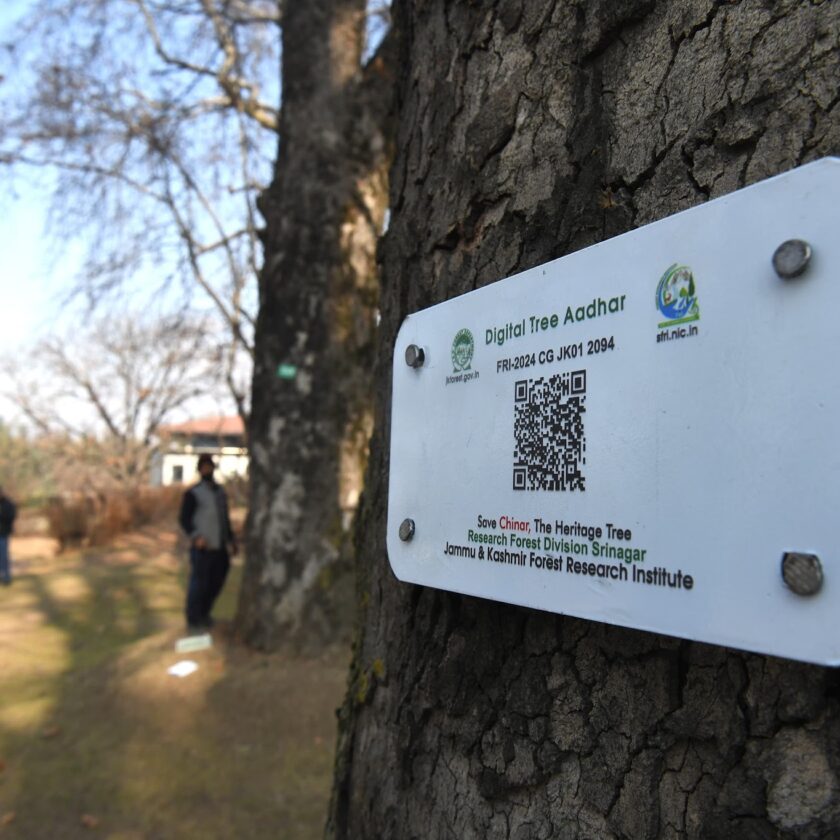 Kashmir’s Living Heritage at Risk? The Debate Over Chinar Trees and Road Development