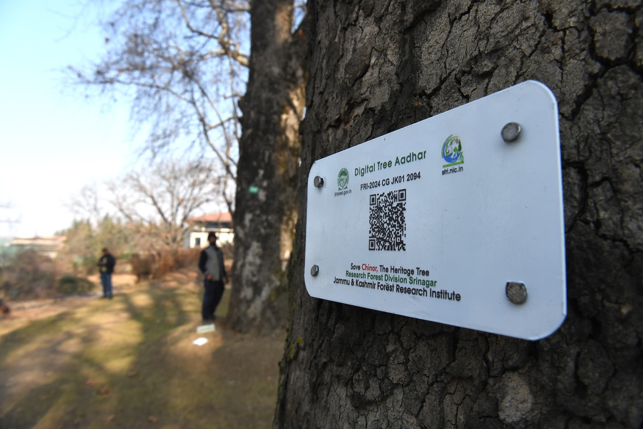Kashmir’s Living Heritage at Risk? The Debate Over Chinar Trees and Road Development