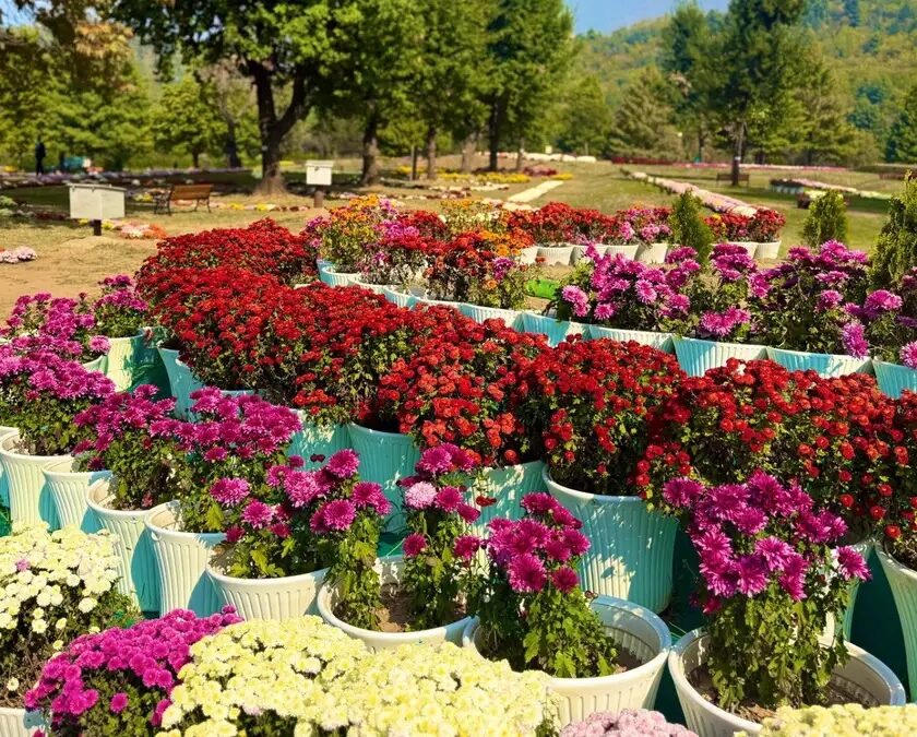Srinagar's Chrysanthemum Garden Opens: 12 Million Blossoms Expected This Autumn