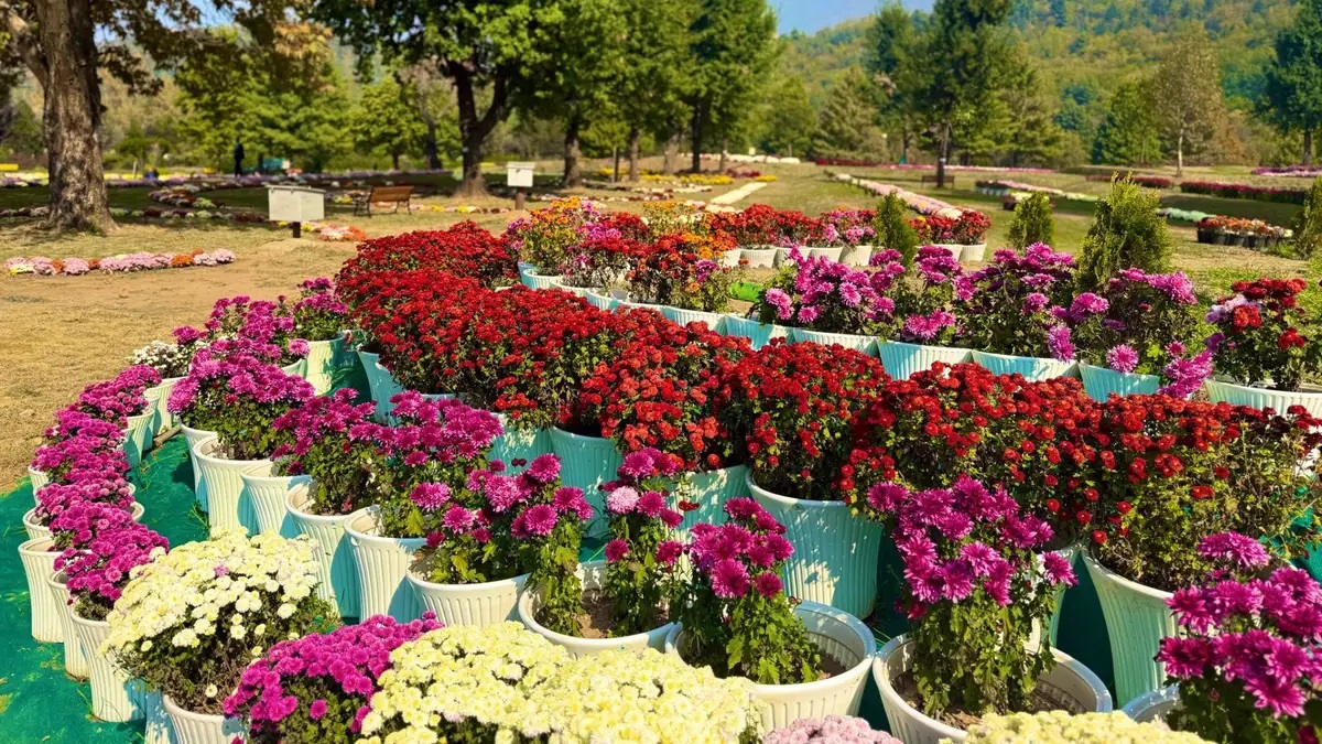 Srinagar's Chrysanthemum Garden Opens: 12 Million Blossoms Expected This Autumn